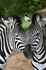 Two Zebra Heads.jpg